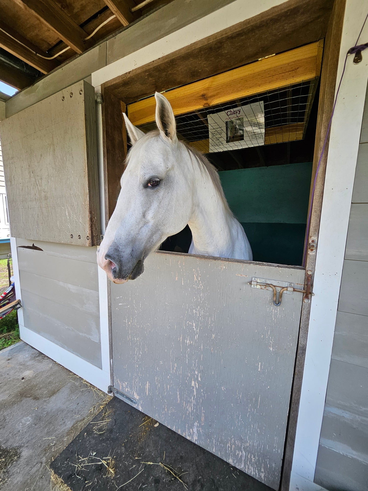 Horse peeking out from a stable door