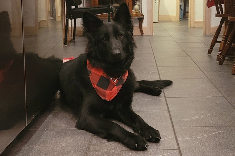 Black dog wearing a red checkered bandana lying on a tiled floor.