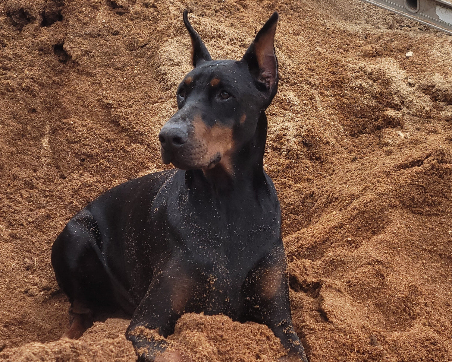 Fox Field Farm's Doberman - Tyson