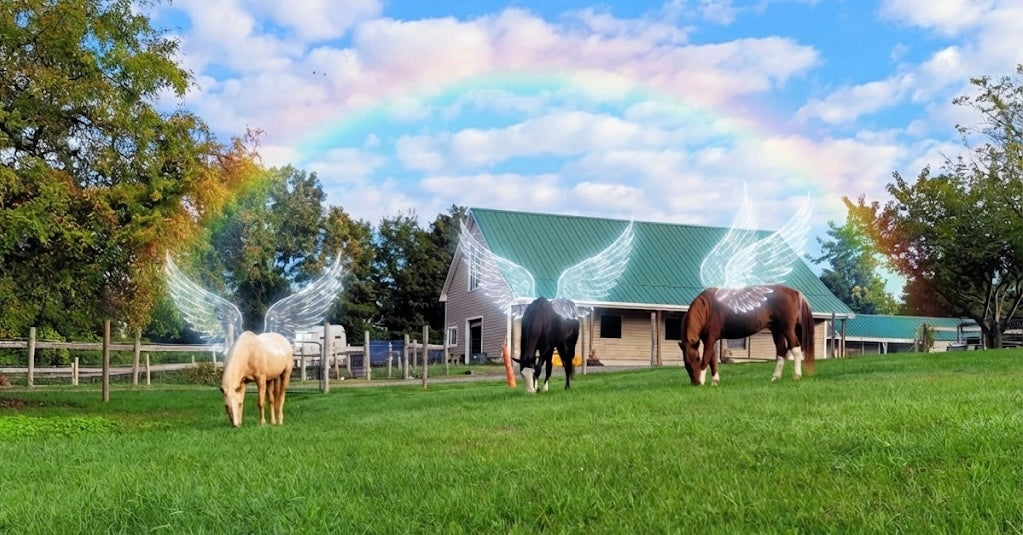 Horses grazing in a field with a barn and rainbow in the background