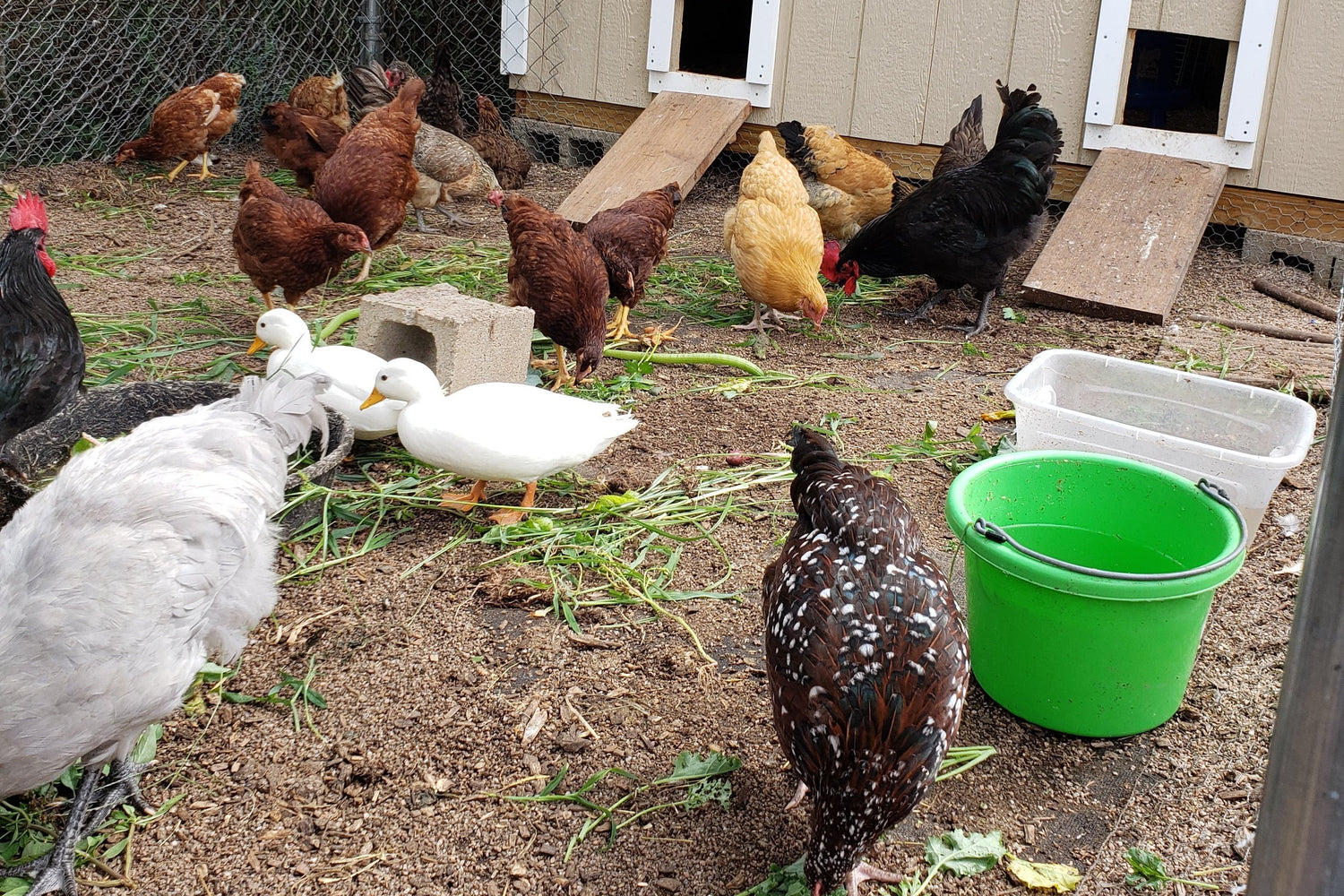 Group of chickens and ducks in a backyard with a green bucket and wooden structures.