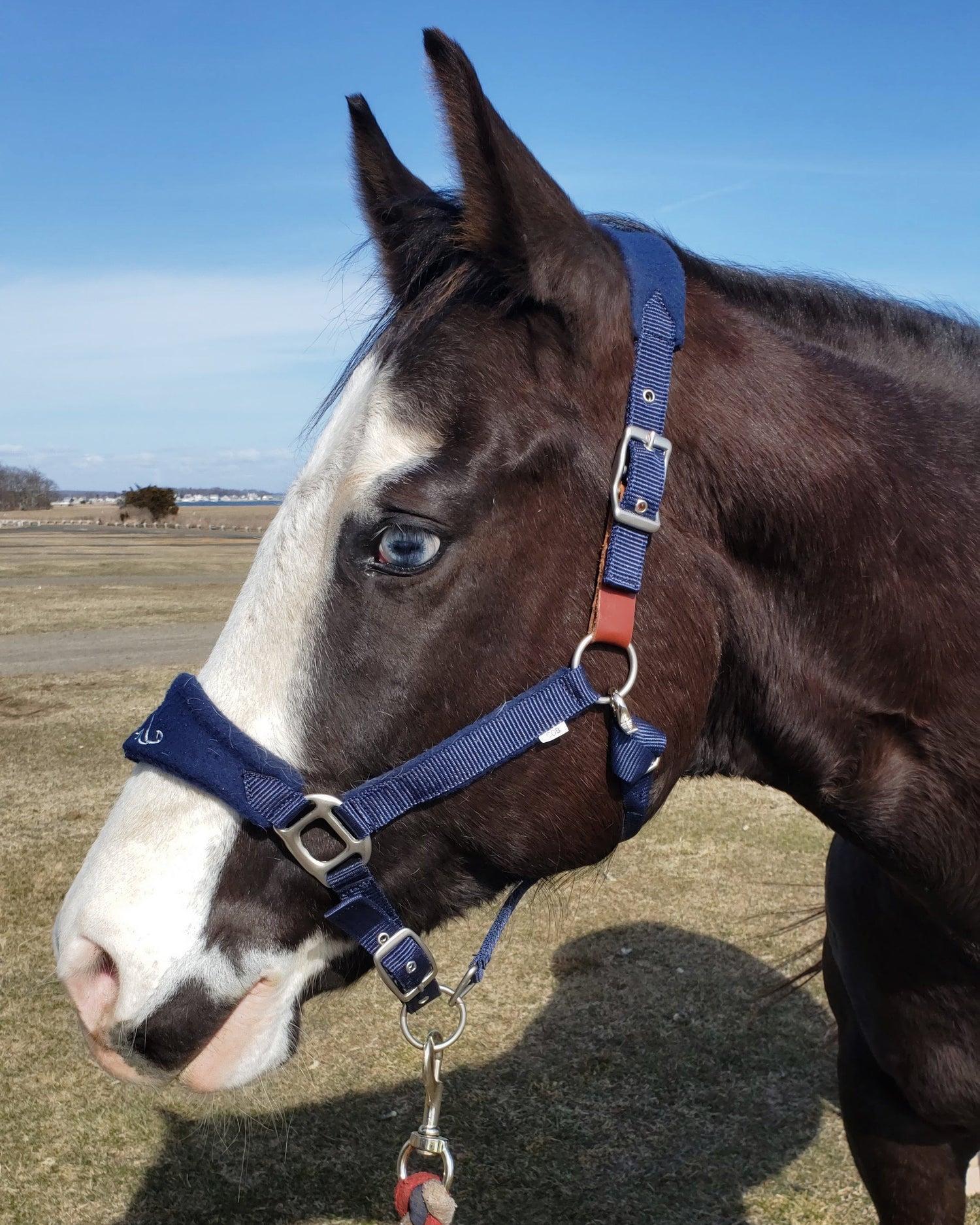 Horse wearing a blue bridle with a red, white, and blue rope halter on a grassy field.